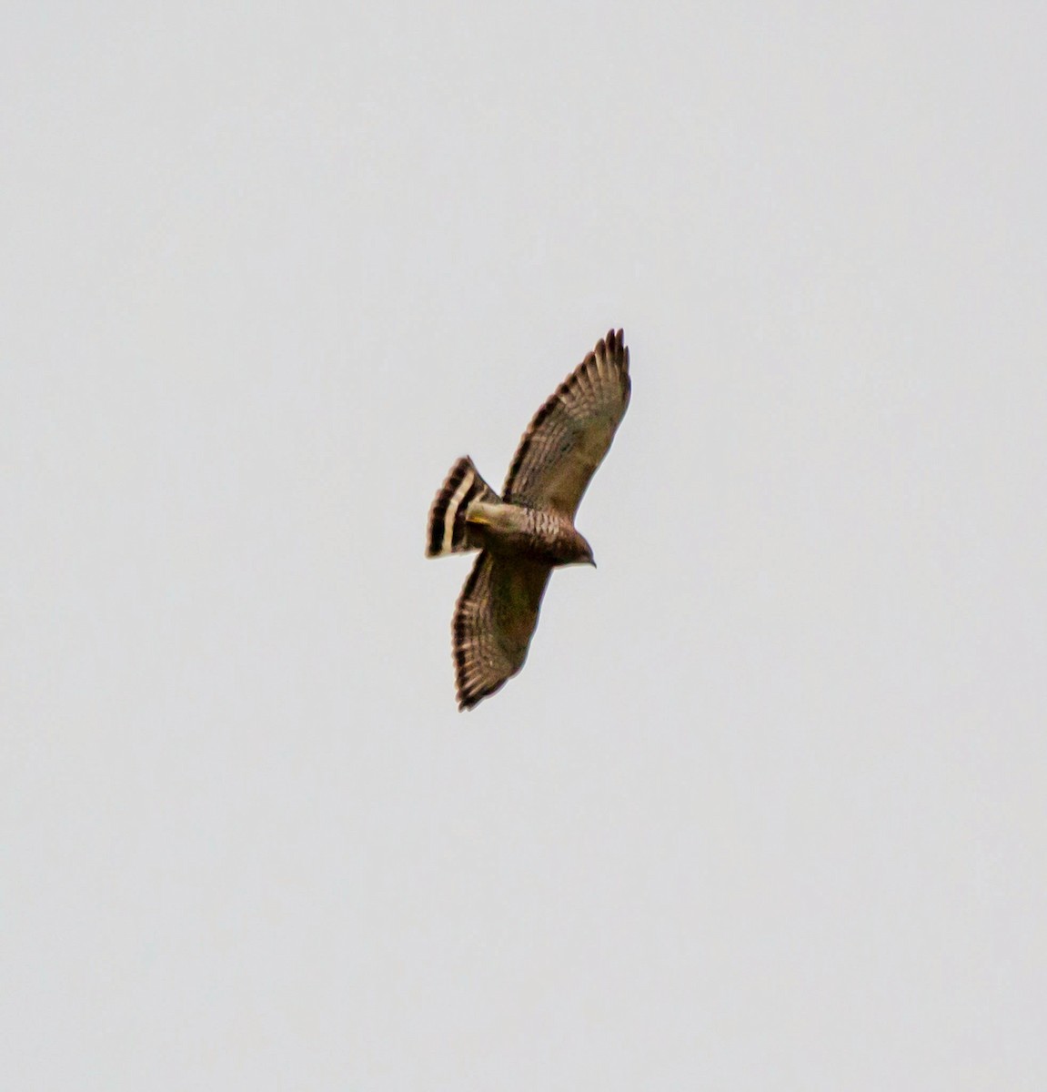 Broad-winged Hawk - ML333764871