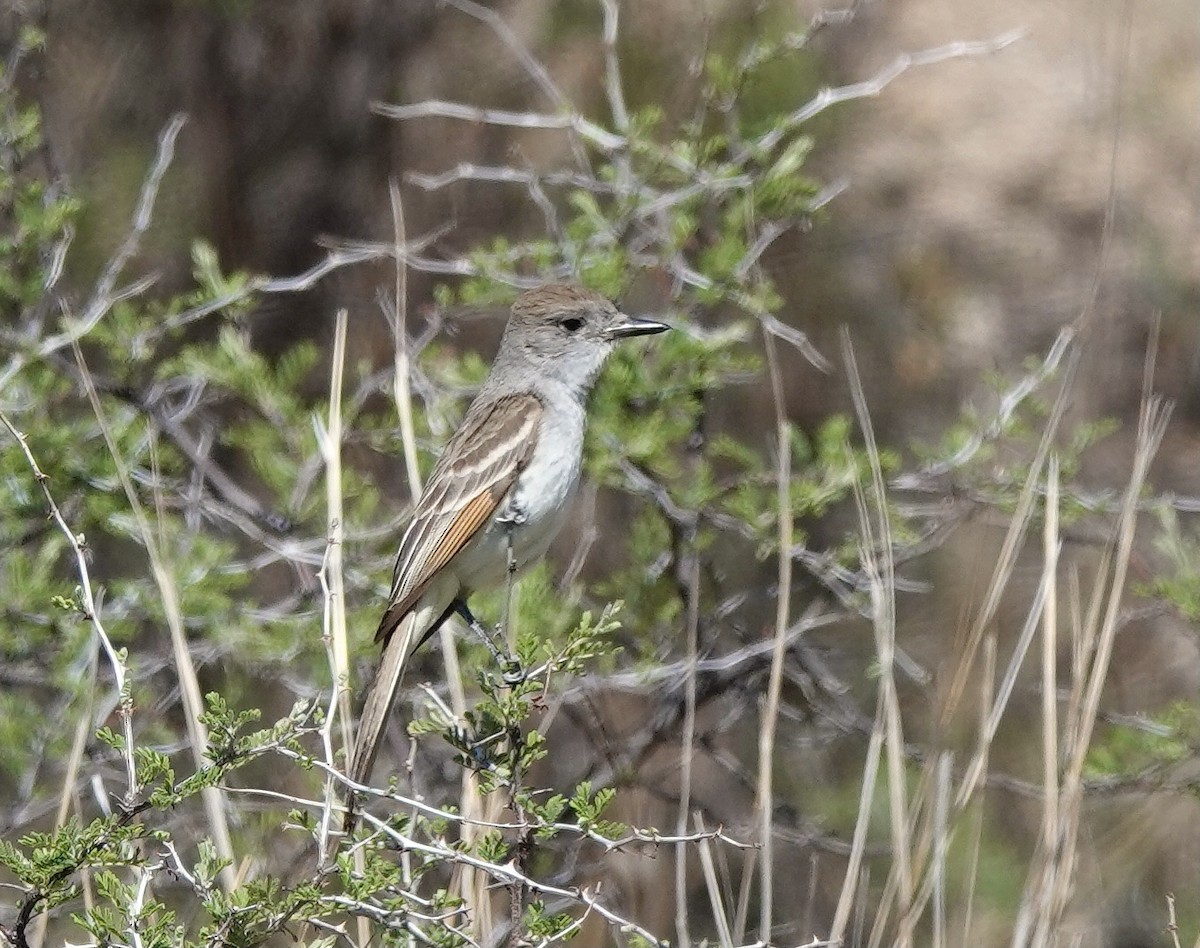 Ash-throated Flycatcher - Heidi Doman