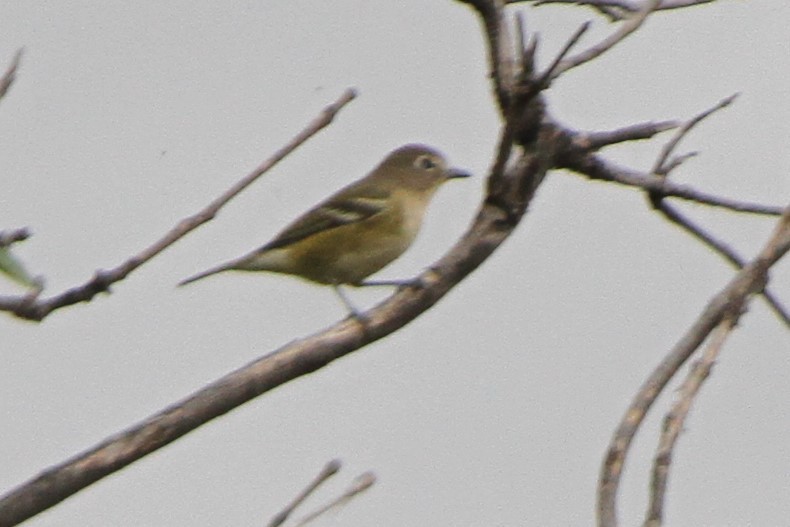 Cassin's Vireo - ML33376571
