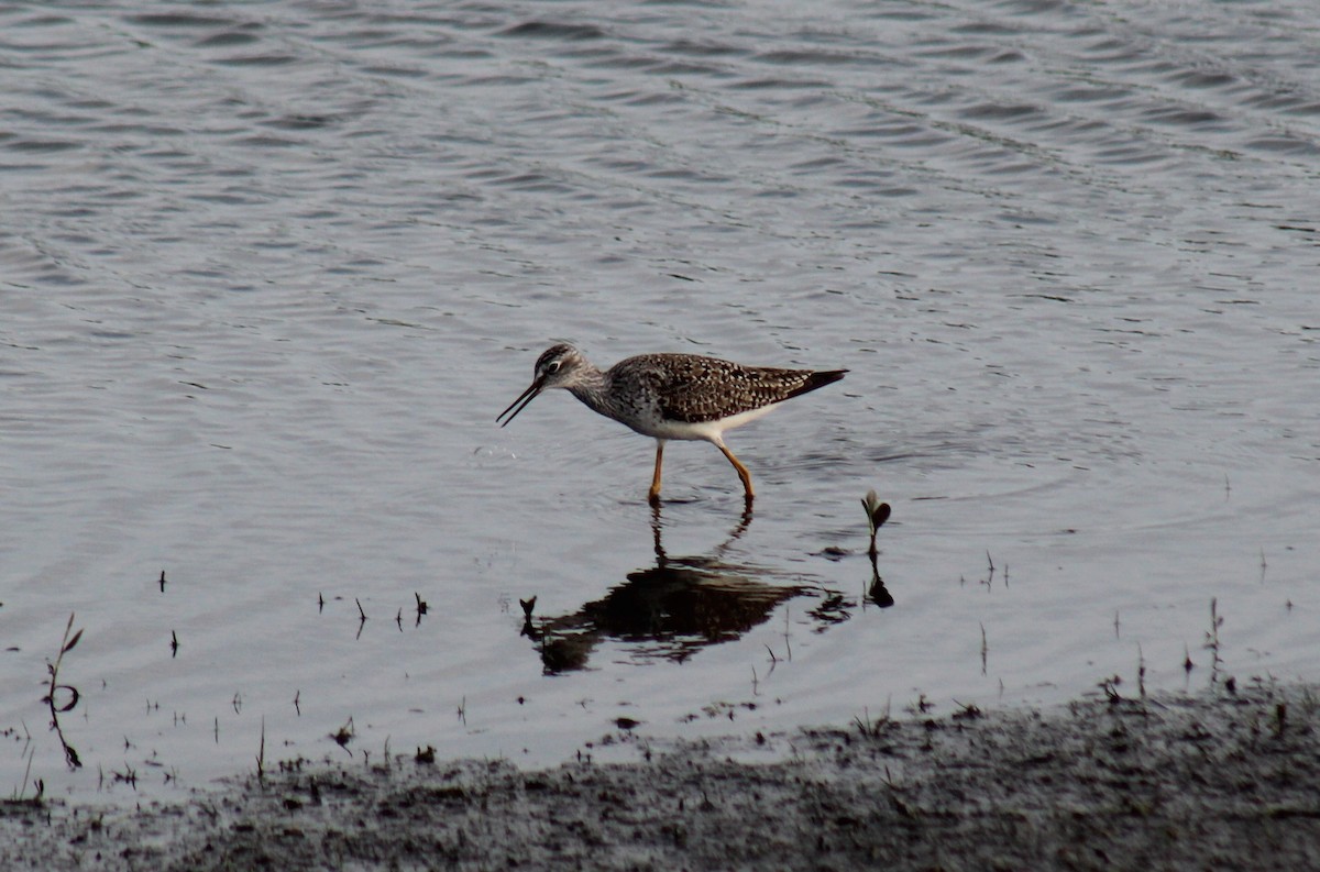 Lesser/Greater Yellowlegs - ML333765881