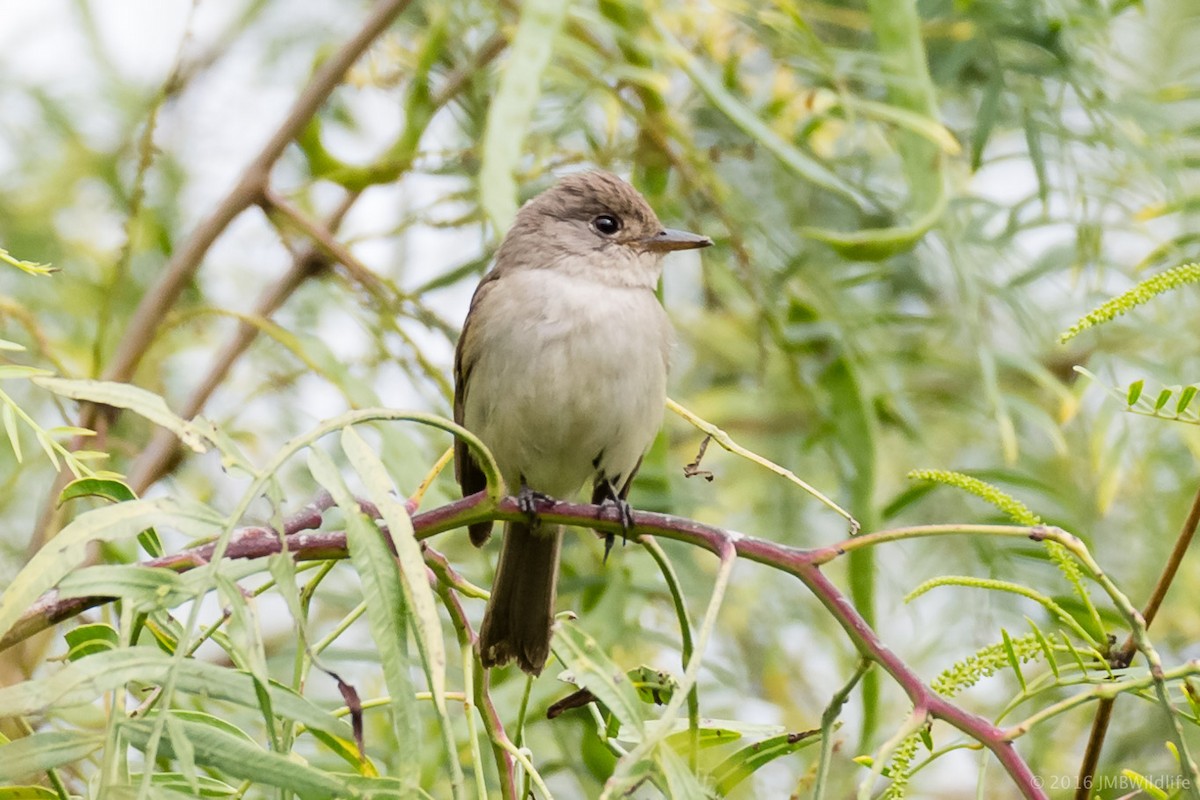 Willow Flycatcher - Jeff Bray