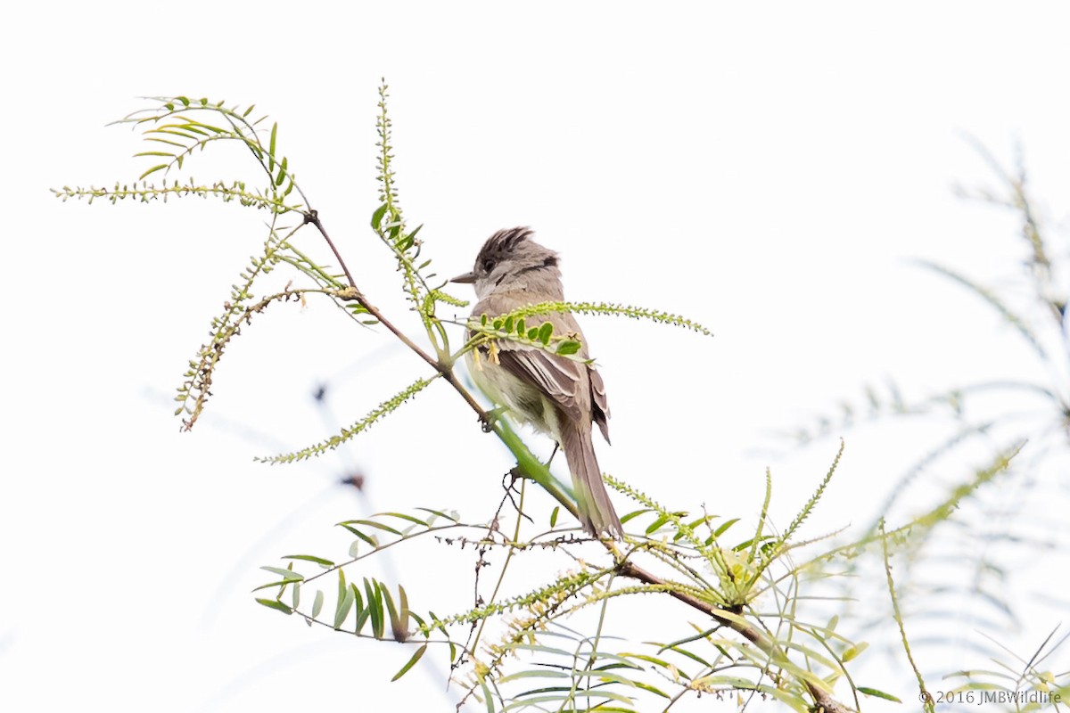 Willow Flycatcher - ML33376621