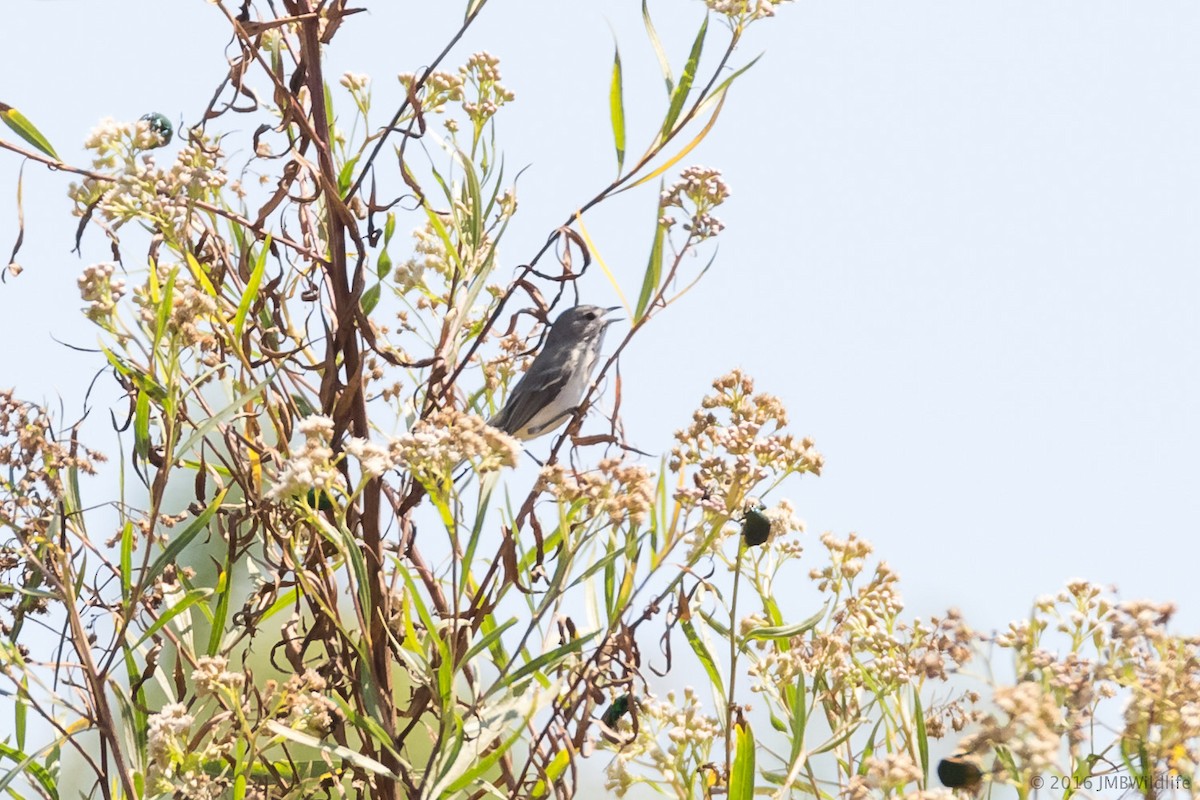 Braunaugenvireo (pusillus) - ML33376761