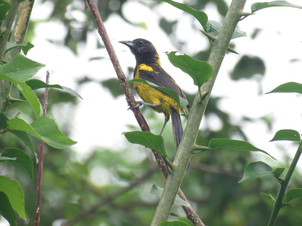 Black-cowled Oriole - ML33376821