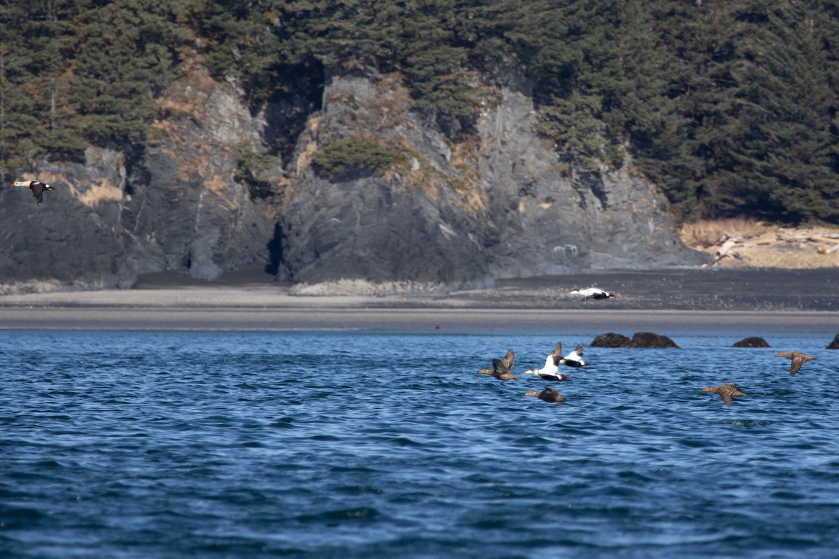 King Eider - ML333768431