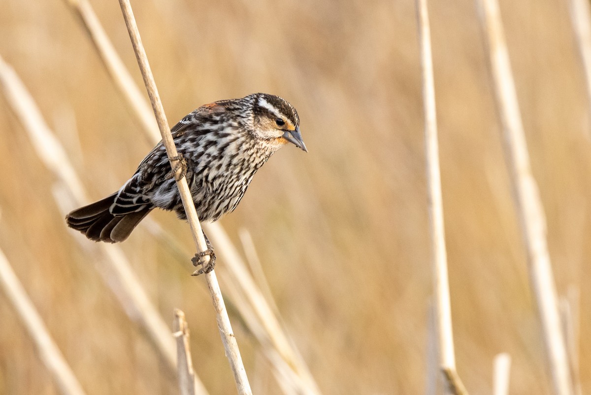 Red-winged Blackbird - ML333768801