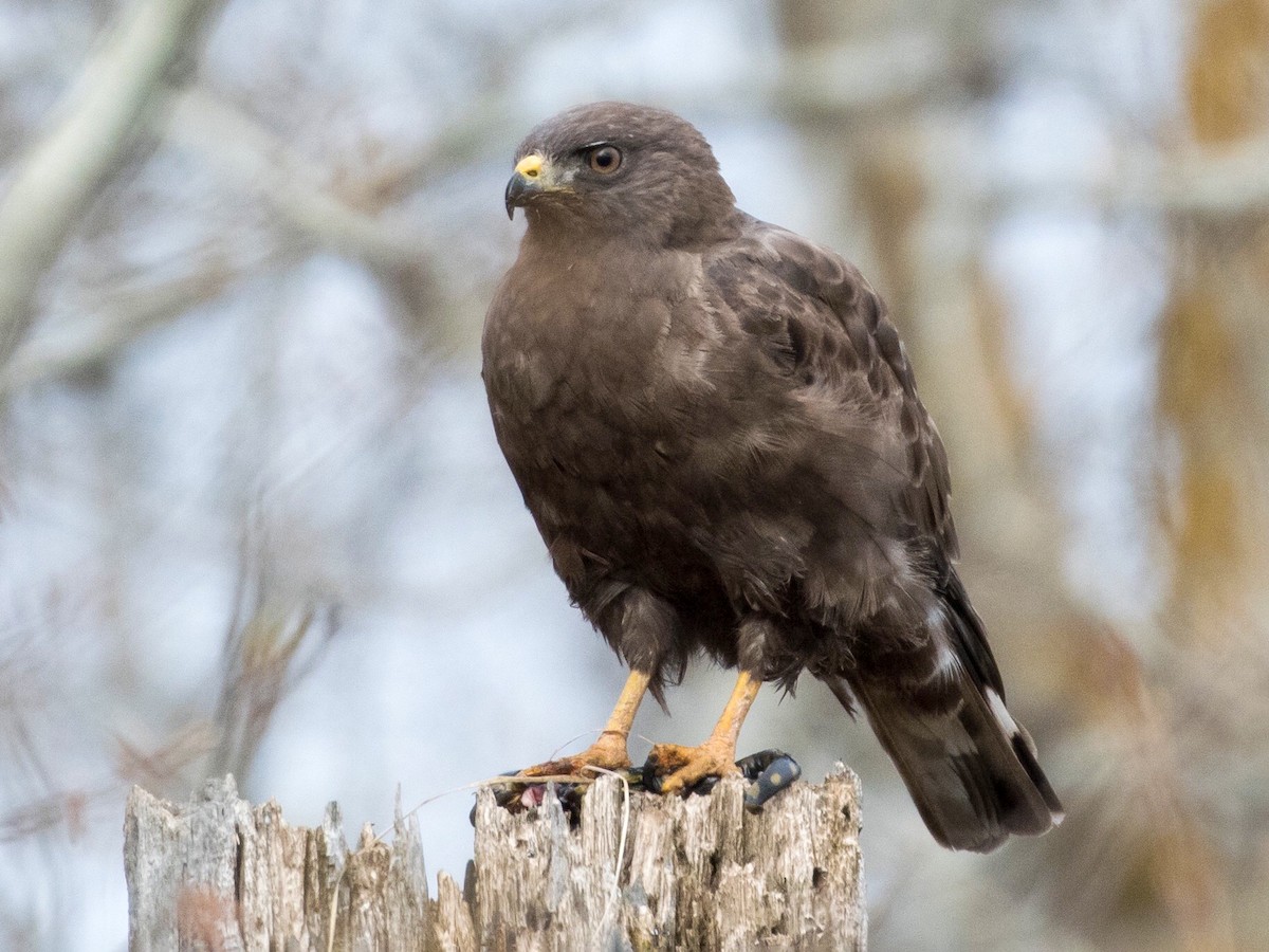 Adult dark morph