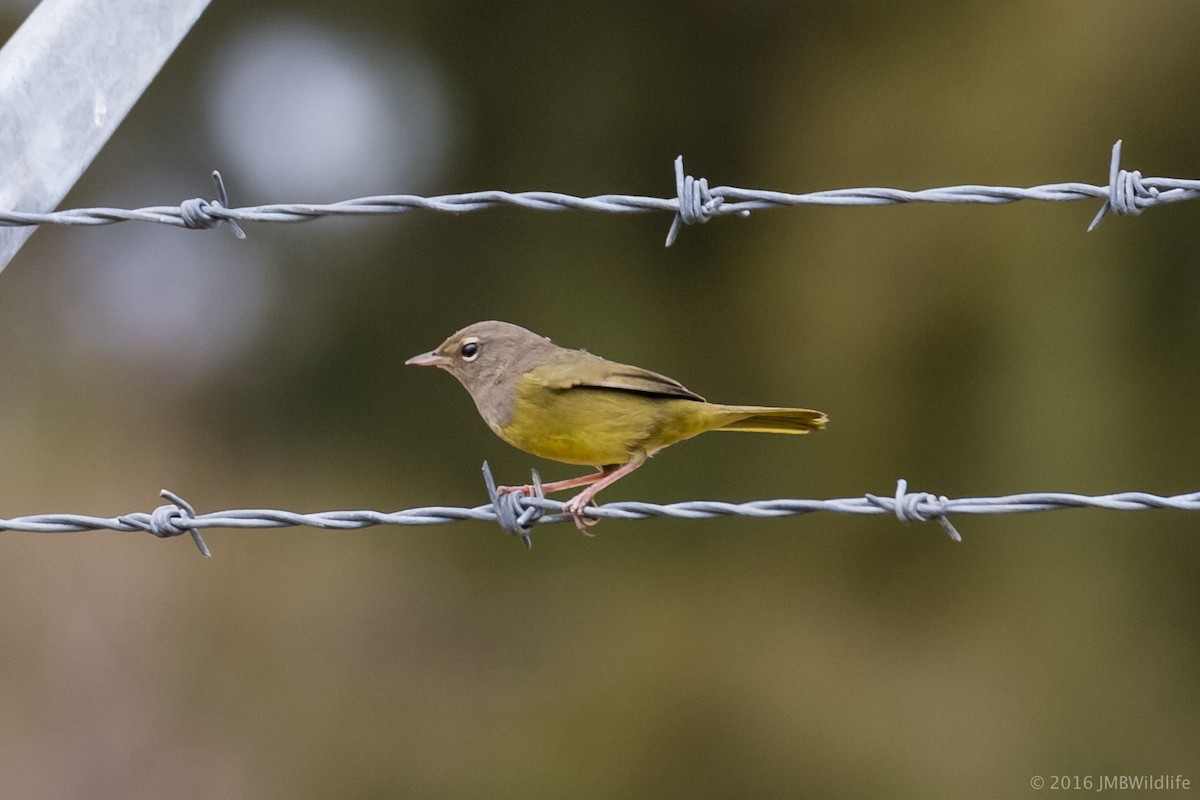 MacGillivray's Warbler - ML33376921