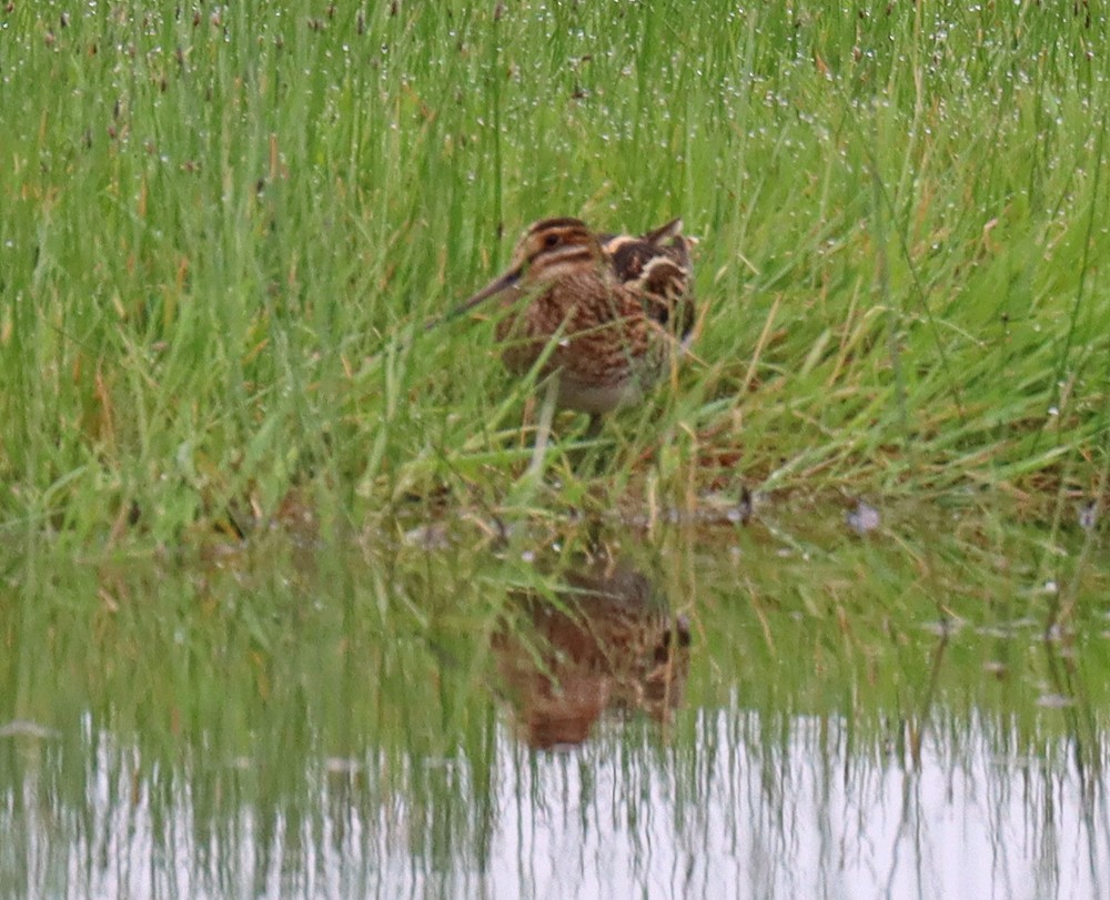 Wilson's Snipe - ML333769631