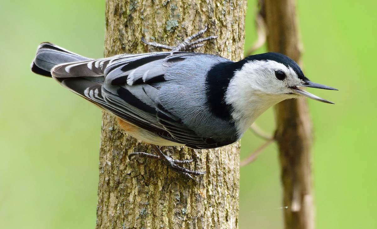 White-breasted Nuthatch - Ad Konings