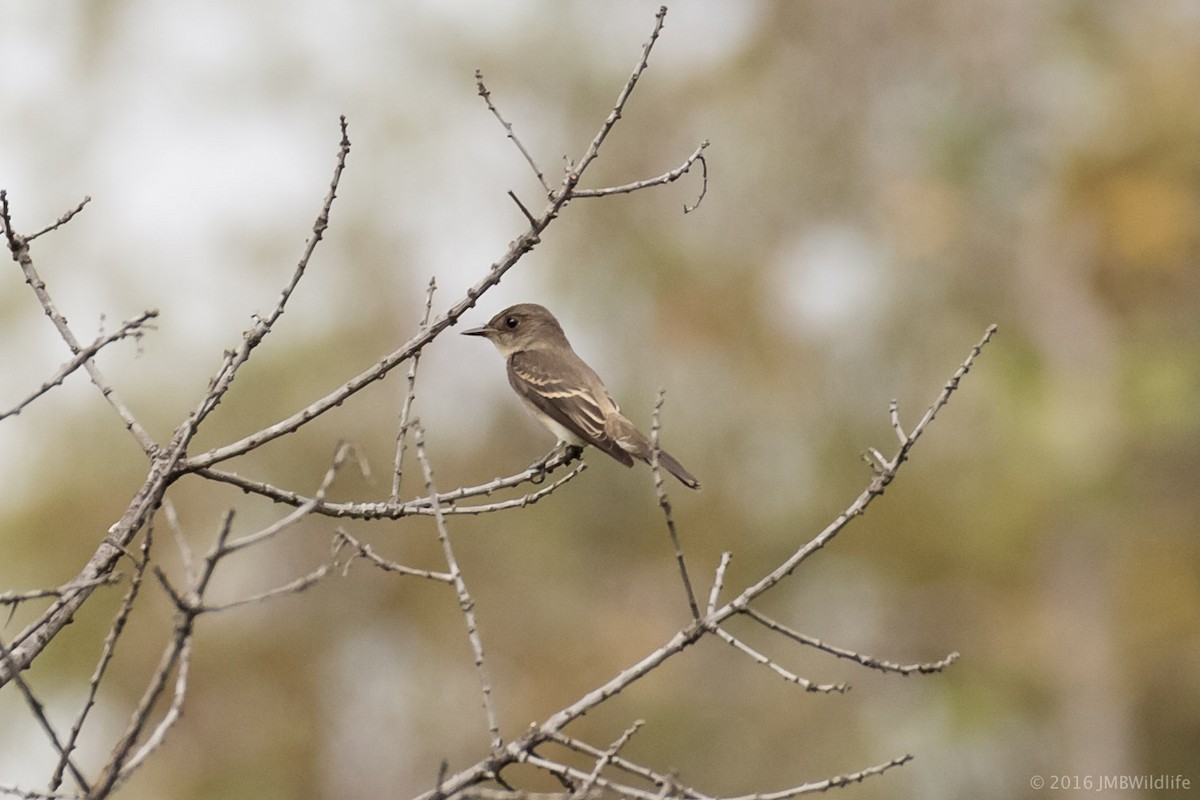 Western Wood-Pewee - ML33376981