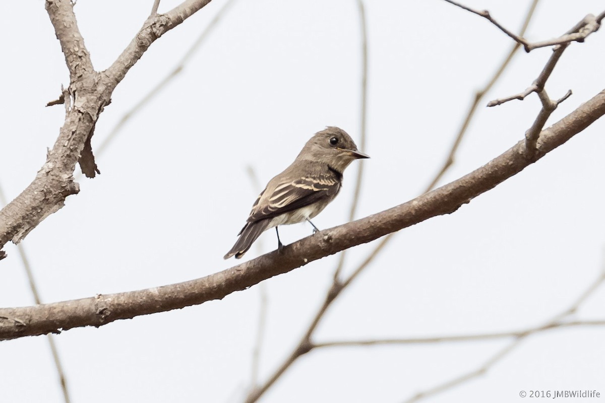 Western Wood-Pewee - Jeff Bray