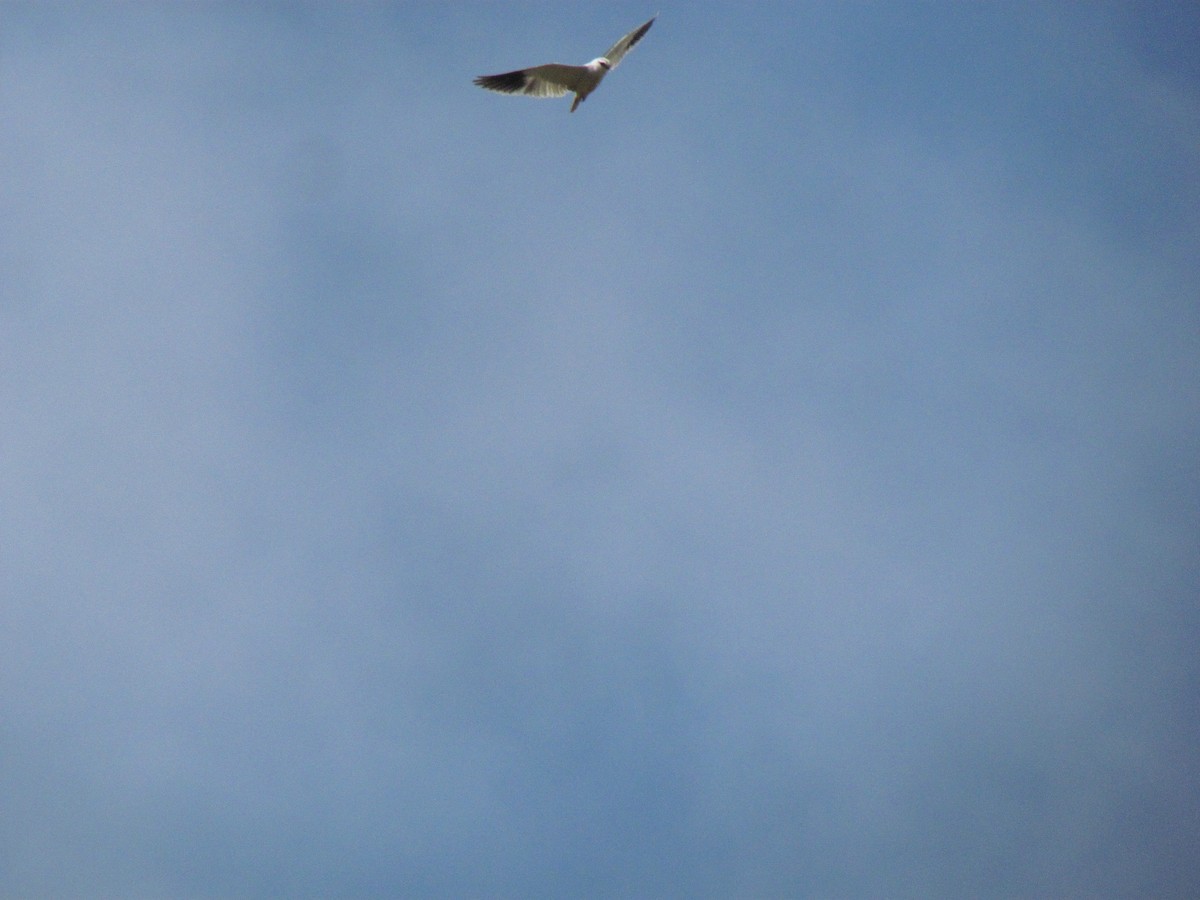 Black-winged Kite - Guillaume Réthoré
