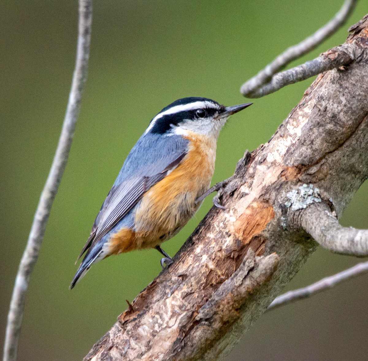 Red-breasted Nuthatch - ML333771541
