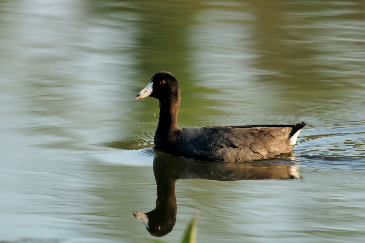 American Coot - ML333774461