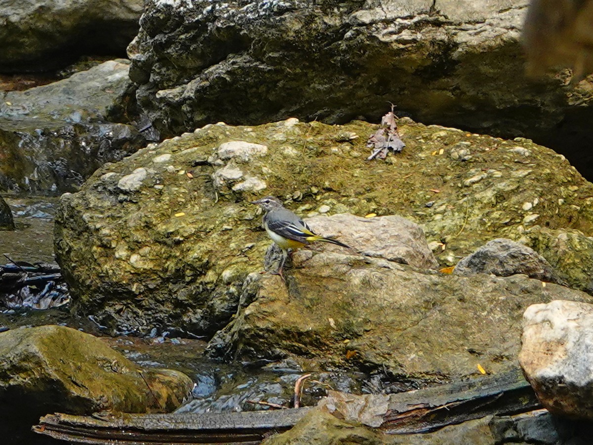 Gray Wagtail - ML333775551