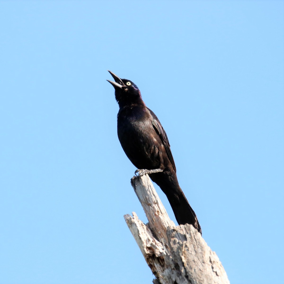 Common Grackle - ML333775671