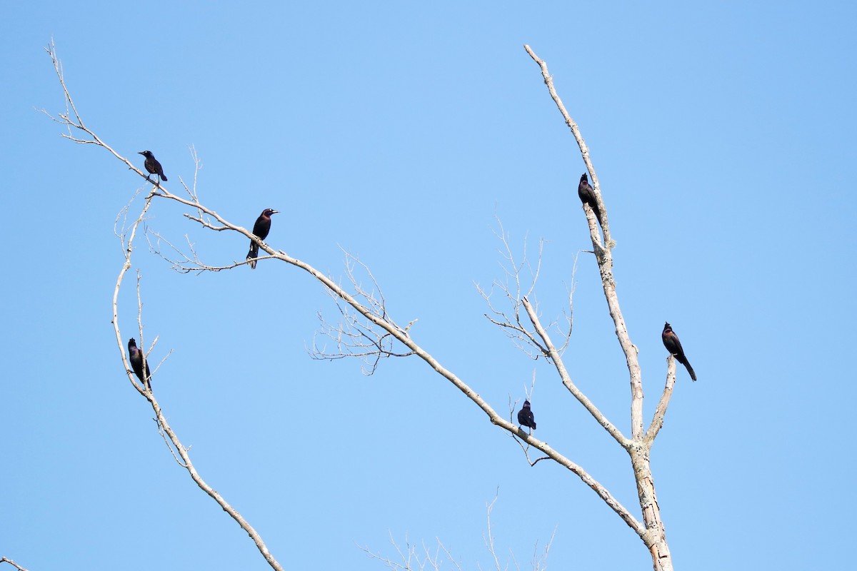 Common Grackle - ML333775681