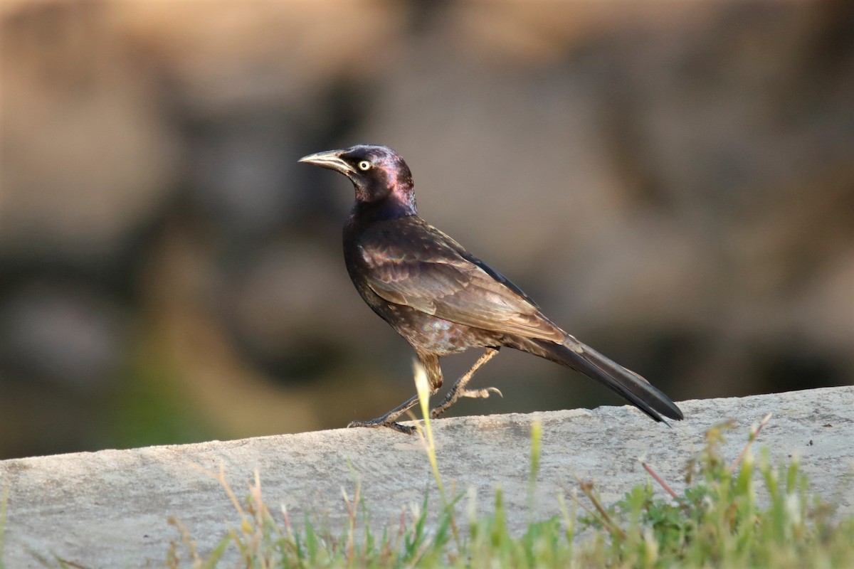 Common Grackle - ML333775701