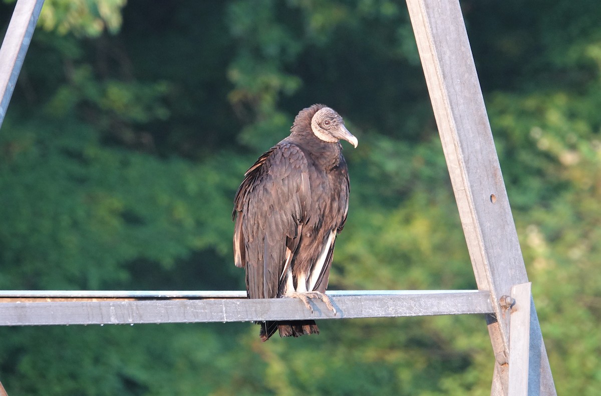 Black Vulture - ML333776131