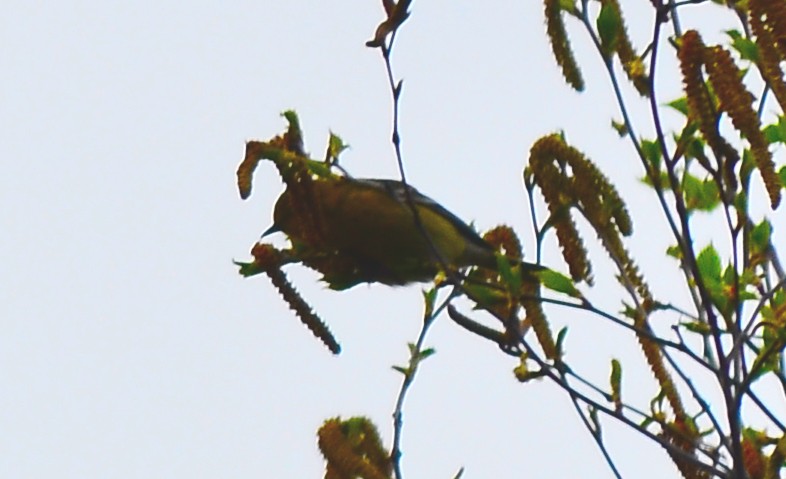 Baltimore Oriole - ML333776301