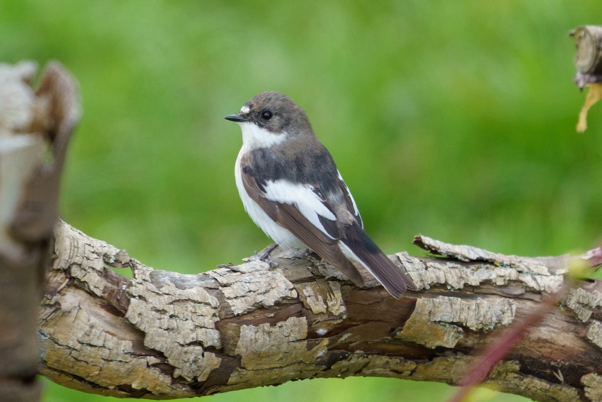 European Pied Flycatcher - ML333776381