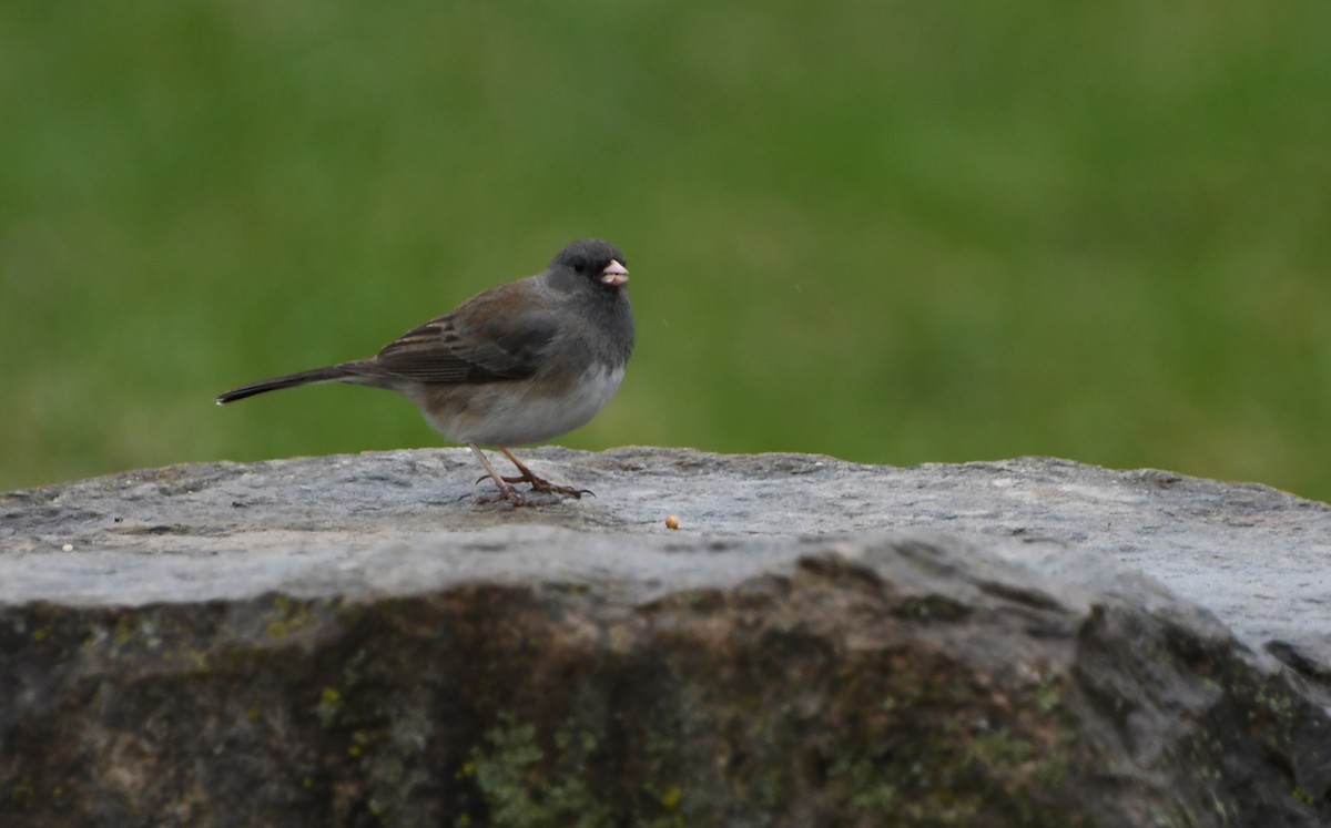 Junco ardoisé - ML333776761