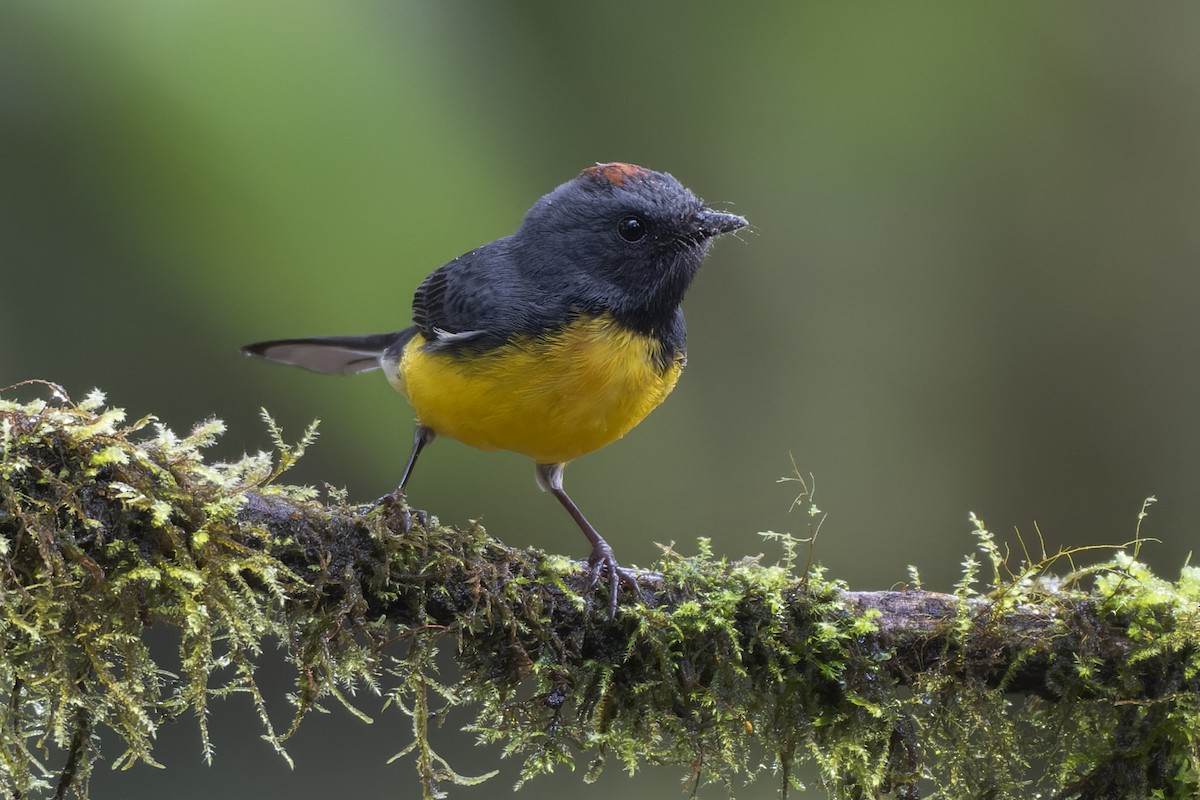 Slate-throated Redstart - Jeff Maw