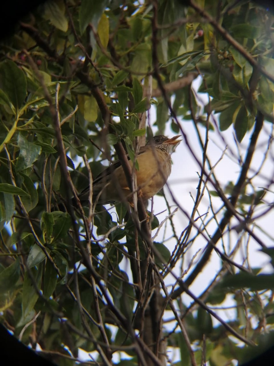 Austral Thrush - ML333778401