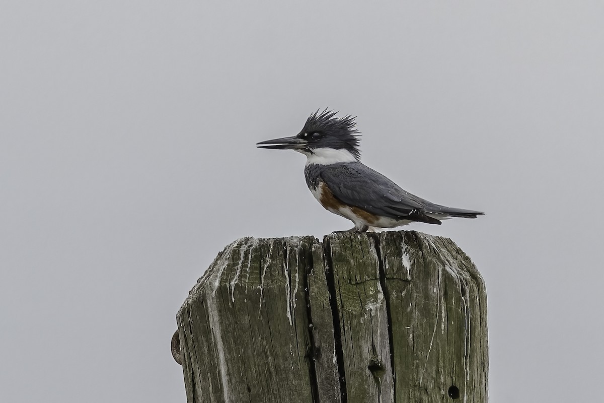 Belted Kingfisher - Anonymous