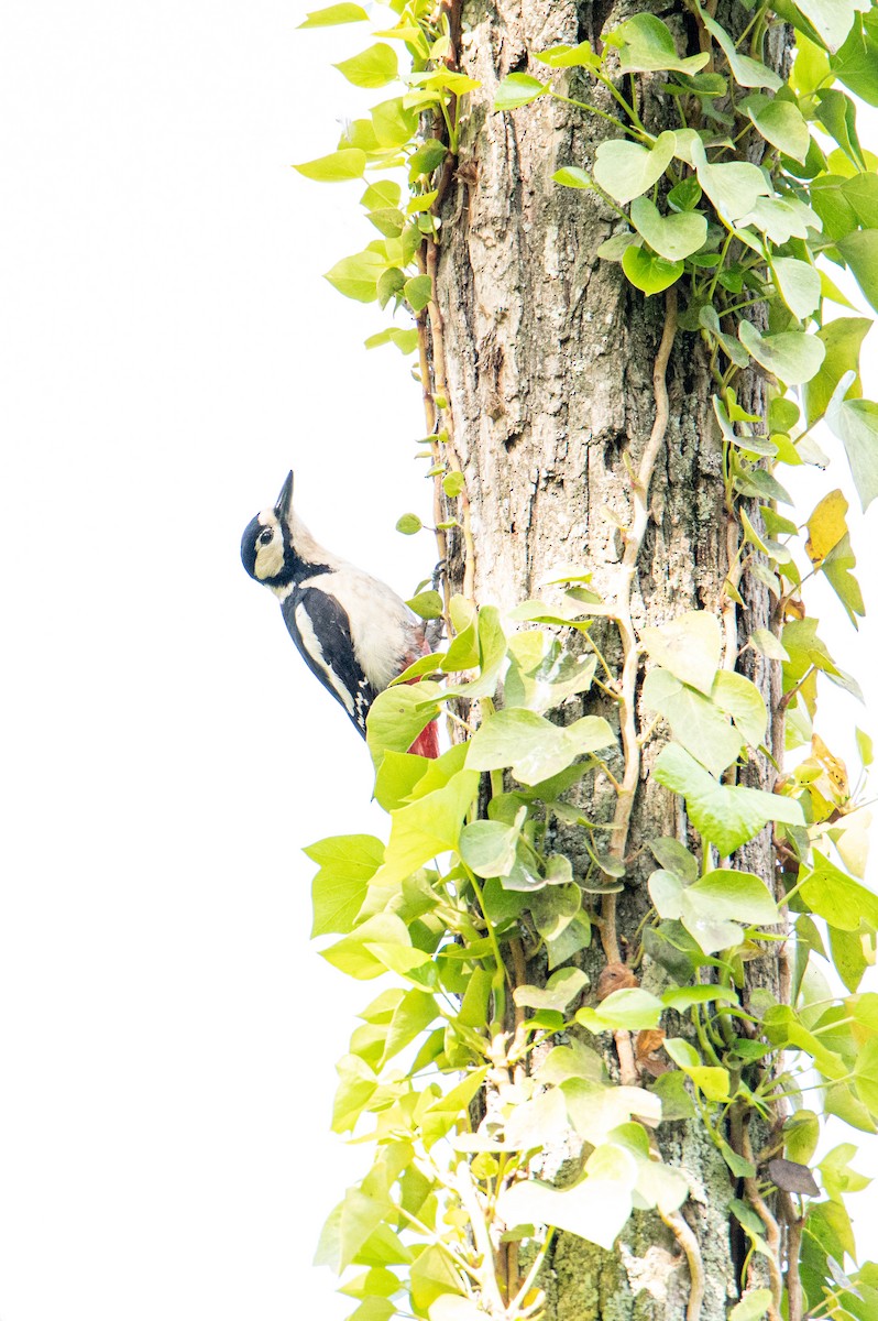 Great Spotted Woodpecker - ML333782021