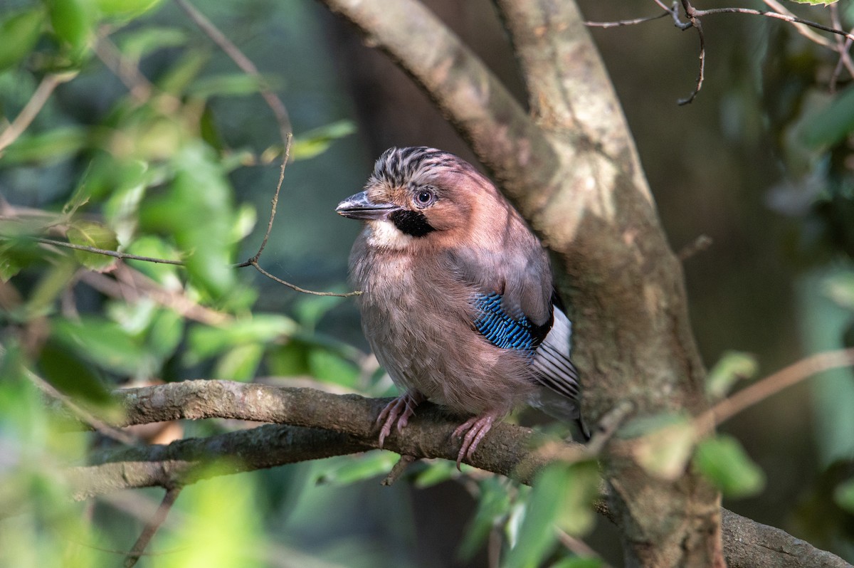 Eurasian Jay - ML333782161