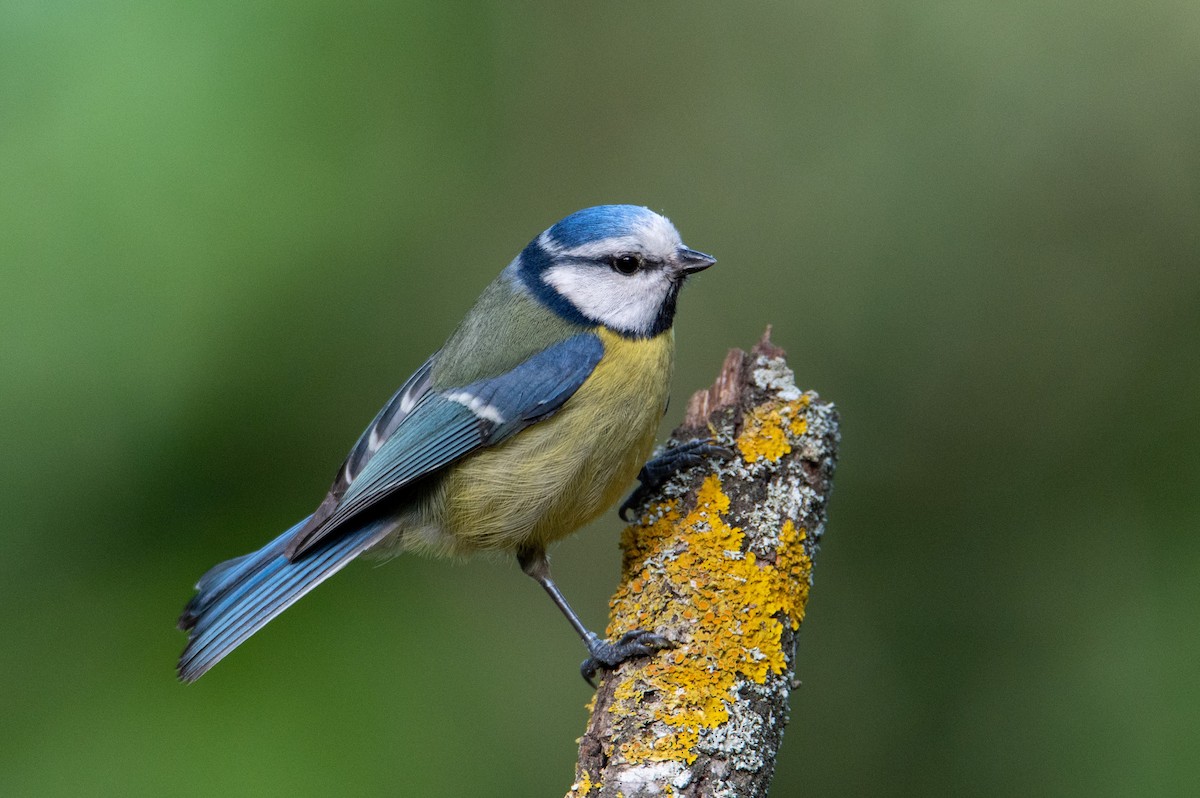 Eurasian Blue Tit - ML333782181
