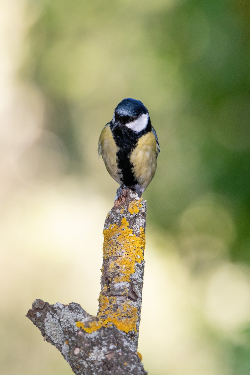 Great Tit - ML333782251