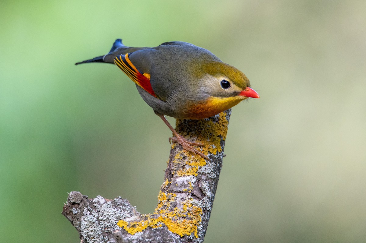 Red-billed Leiothrix - ML333782351