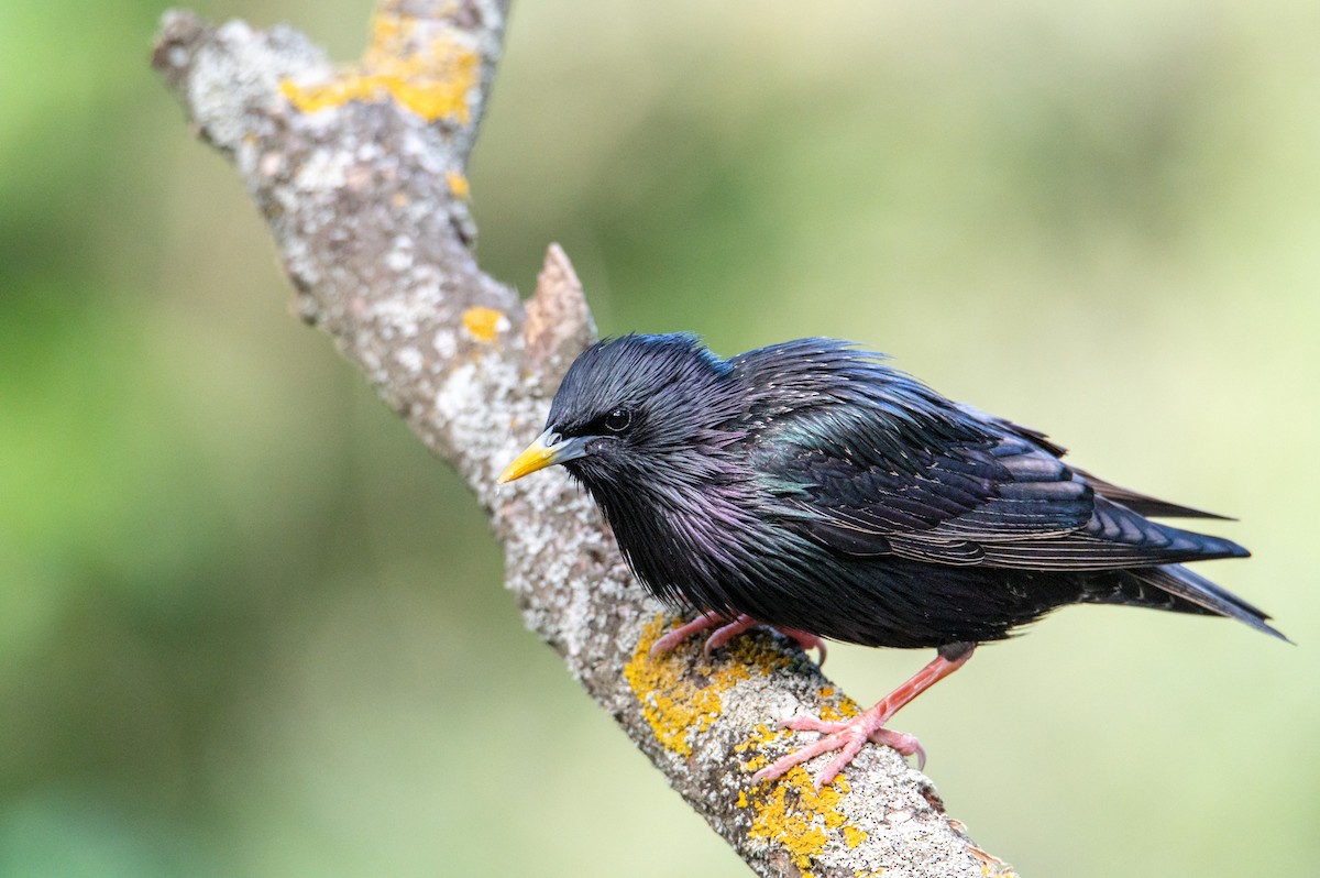 European Starling - ML333783001