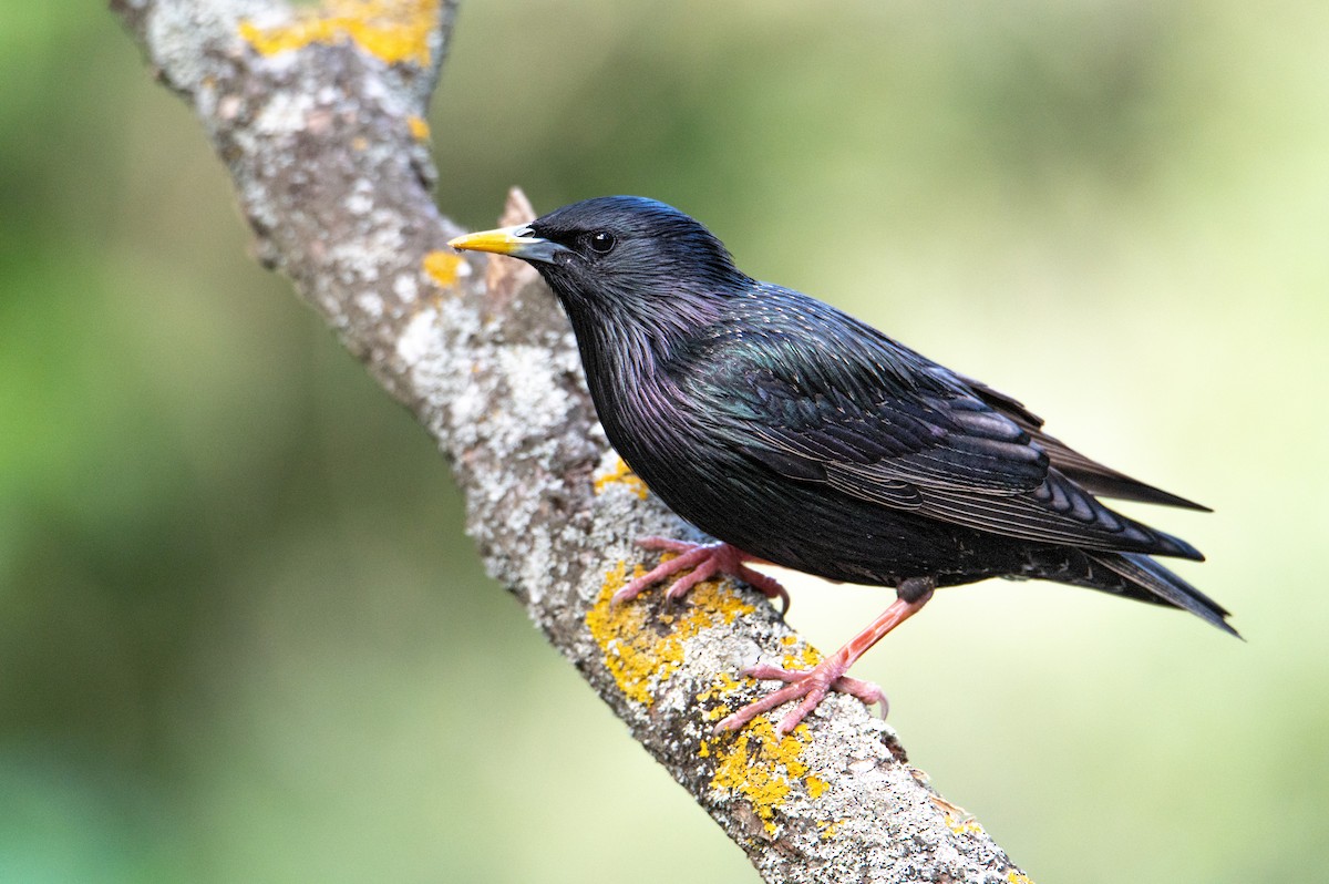 European Starling - Carlos Sáez lira