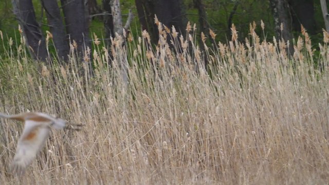 Sandhill Crane - ML333783401