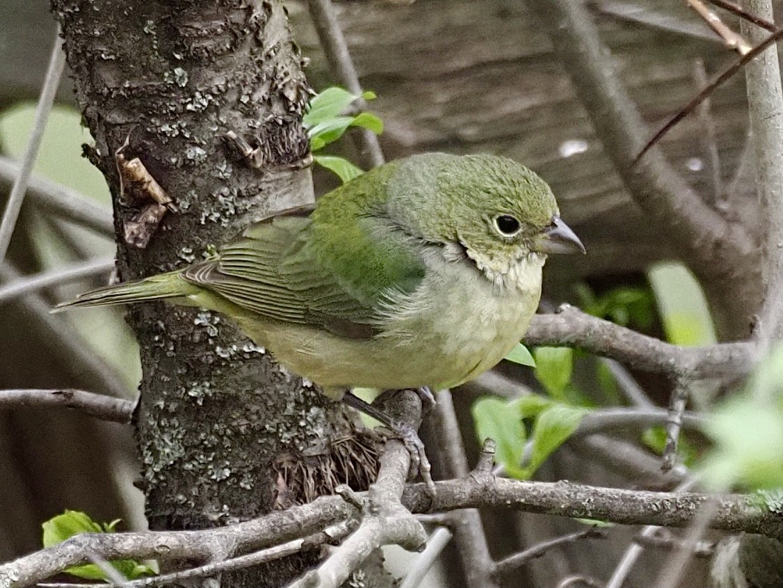 Painted Bunting - David Weldon