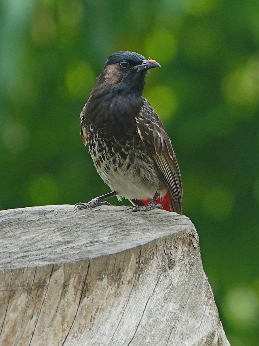 Red-vented Bulbul - ML333785951