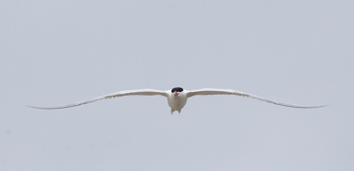 Royal Tern - Marky Mutchler