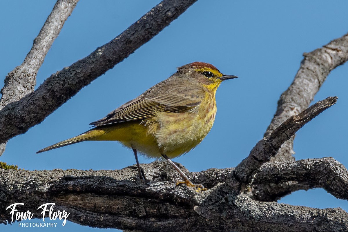 Palm Warbler - ML333786171