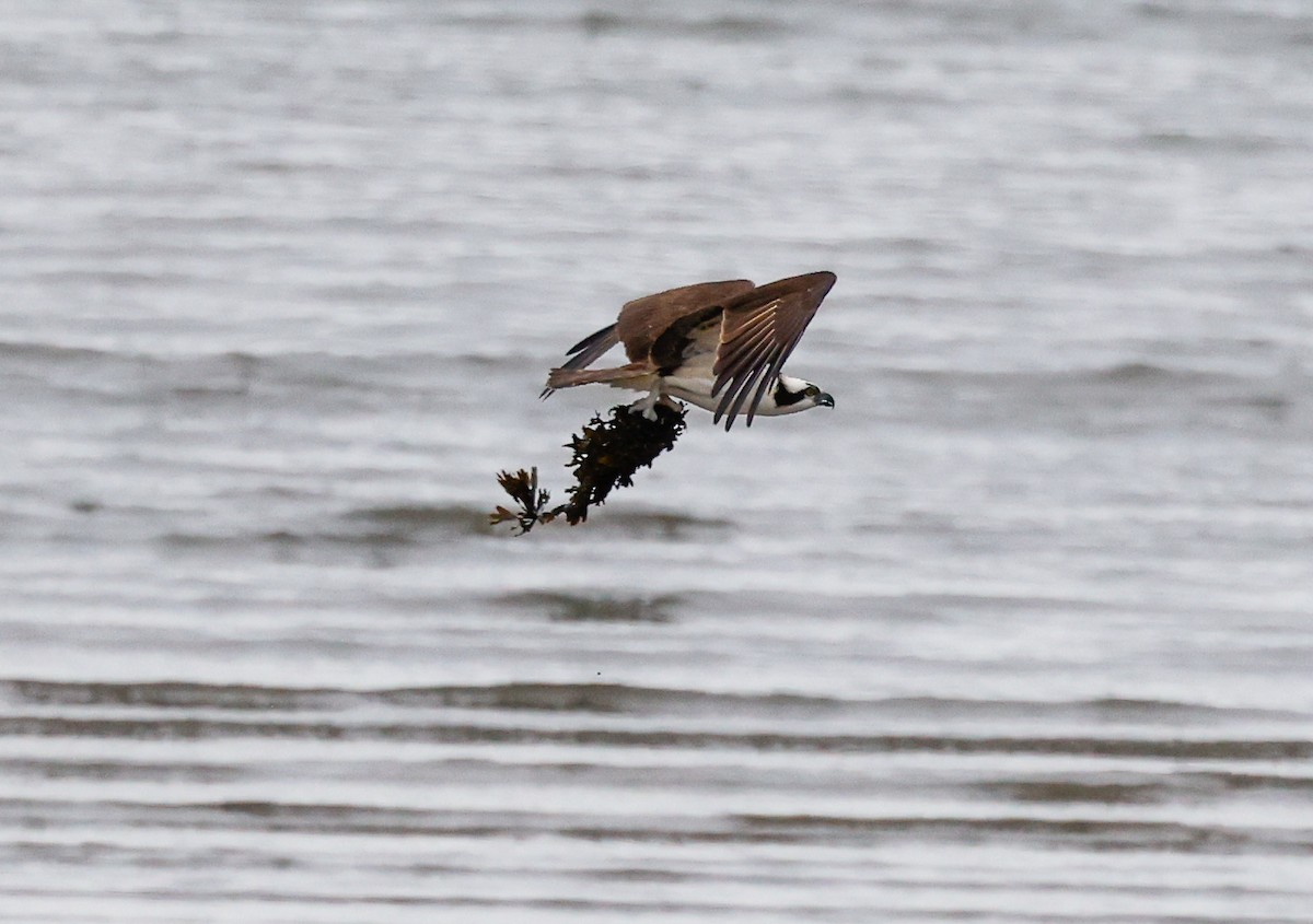 Osprey - ML333787101