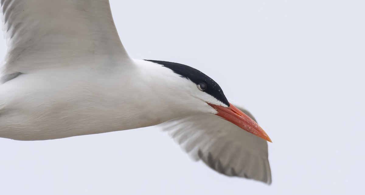 Royal Tern - ML333787271