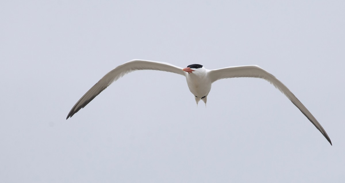 Royal Tern - Marky Mutchler