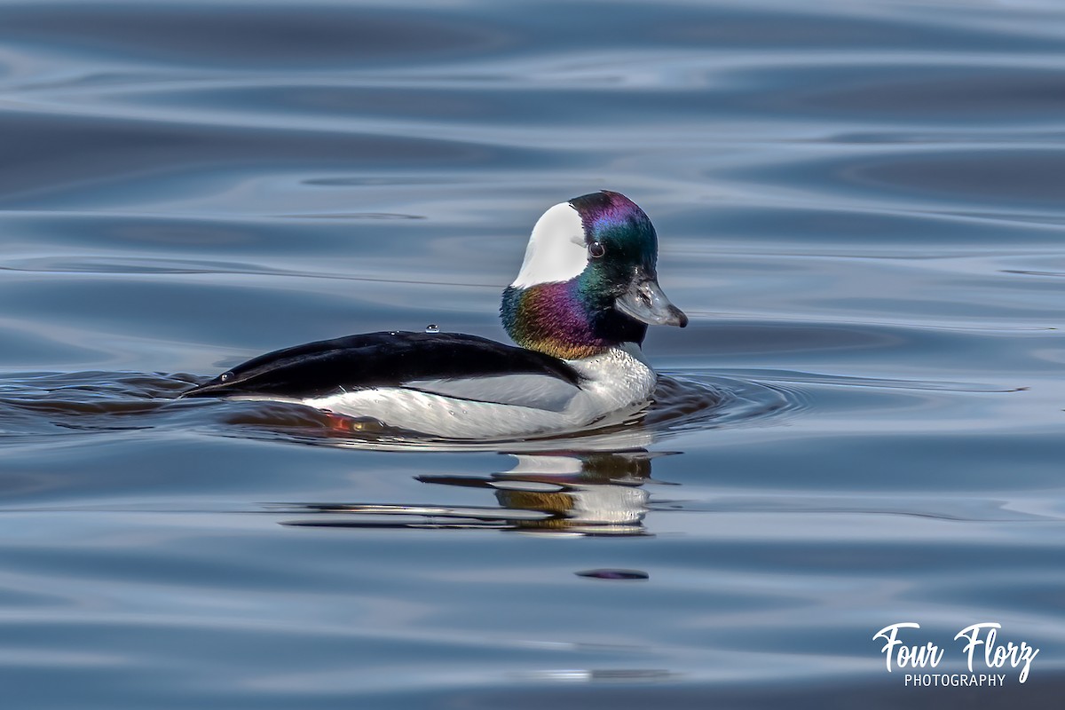 Bufflehead - Anonymous