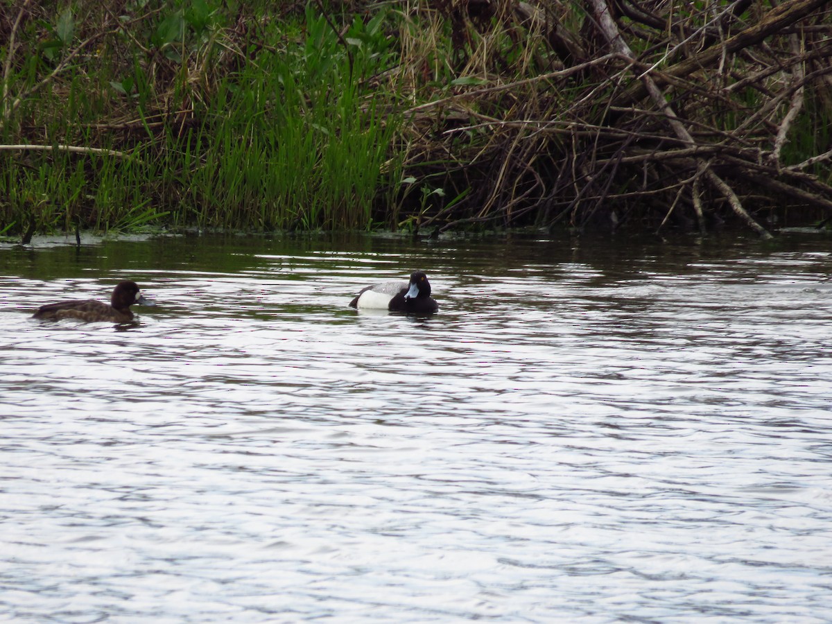 Greater Scaup - ML333789421