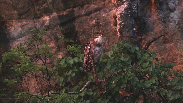 Brown Fish-Owl (Eastern) - ML333789601