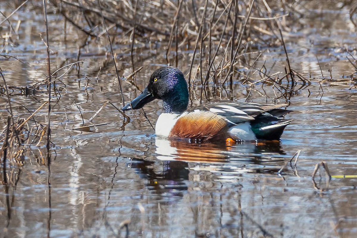 Northern Shoveler - ML333790081