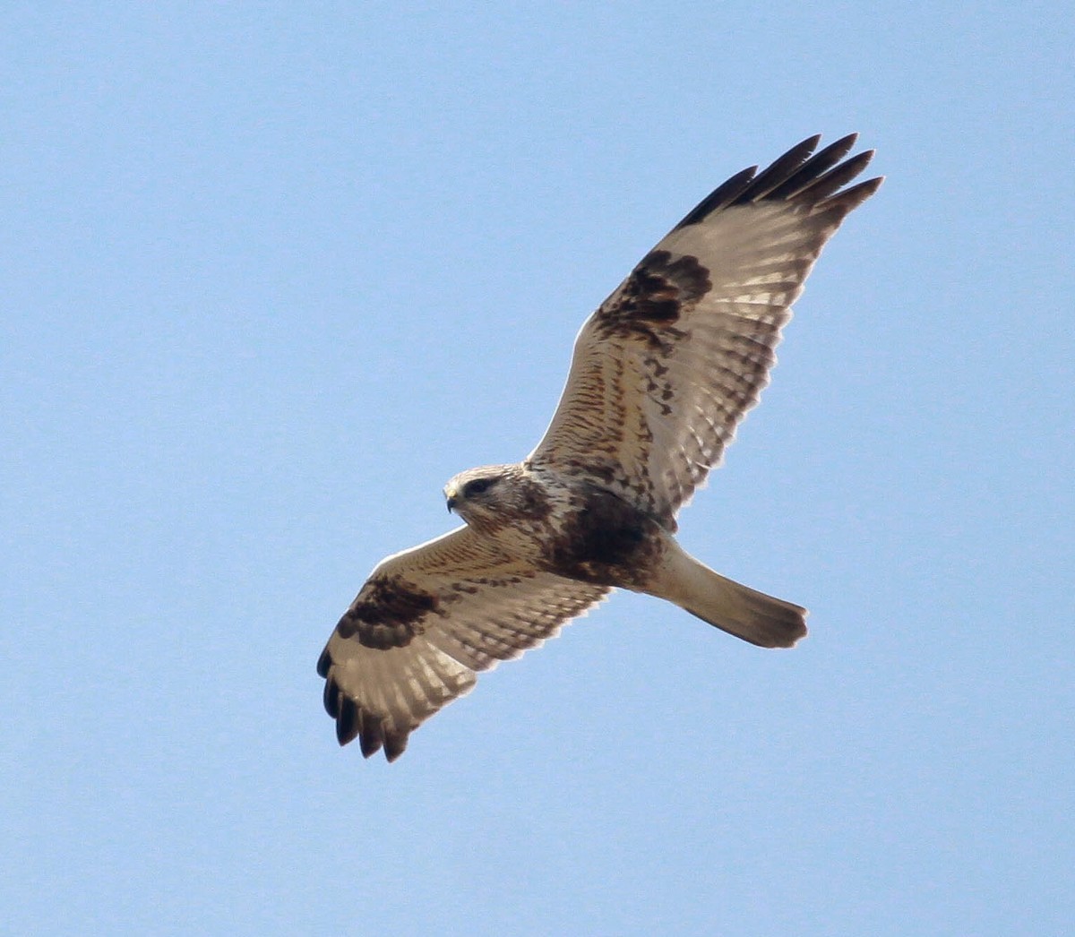 Rough-legged Hawk - Skye Haas